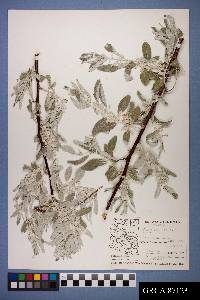 Elaeagnus angustifolia image